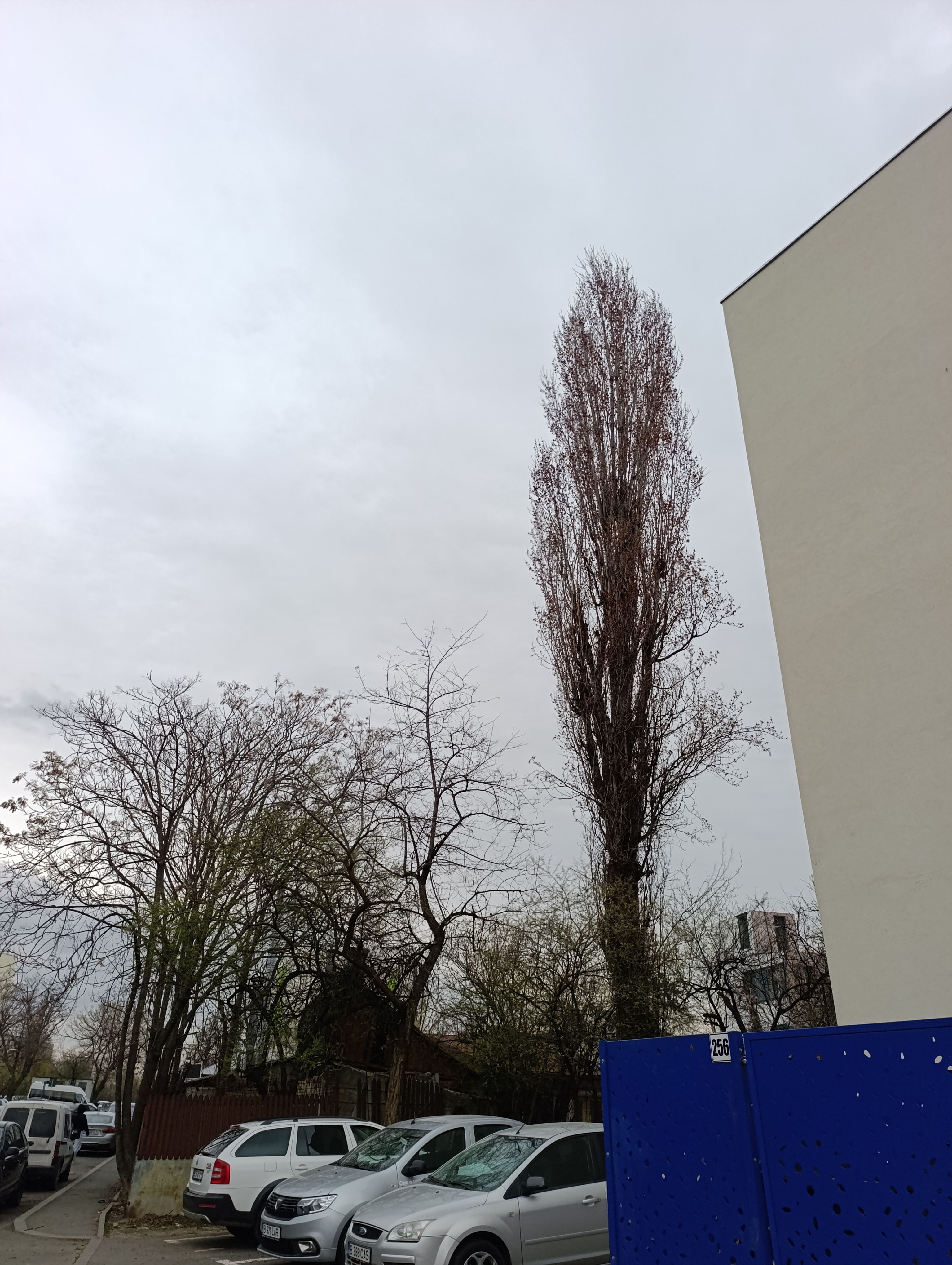 Wind