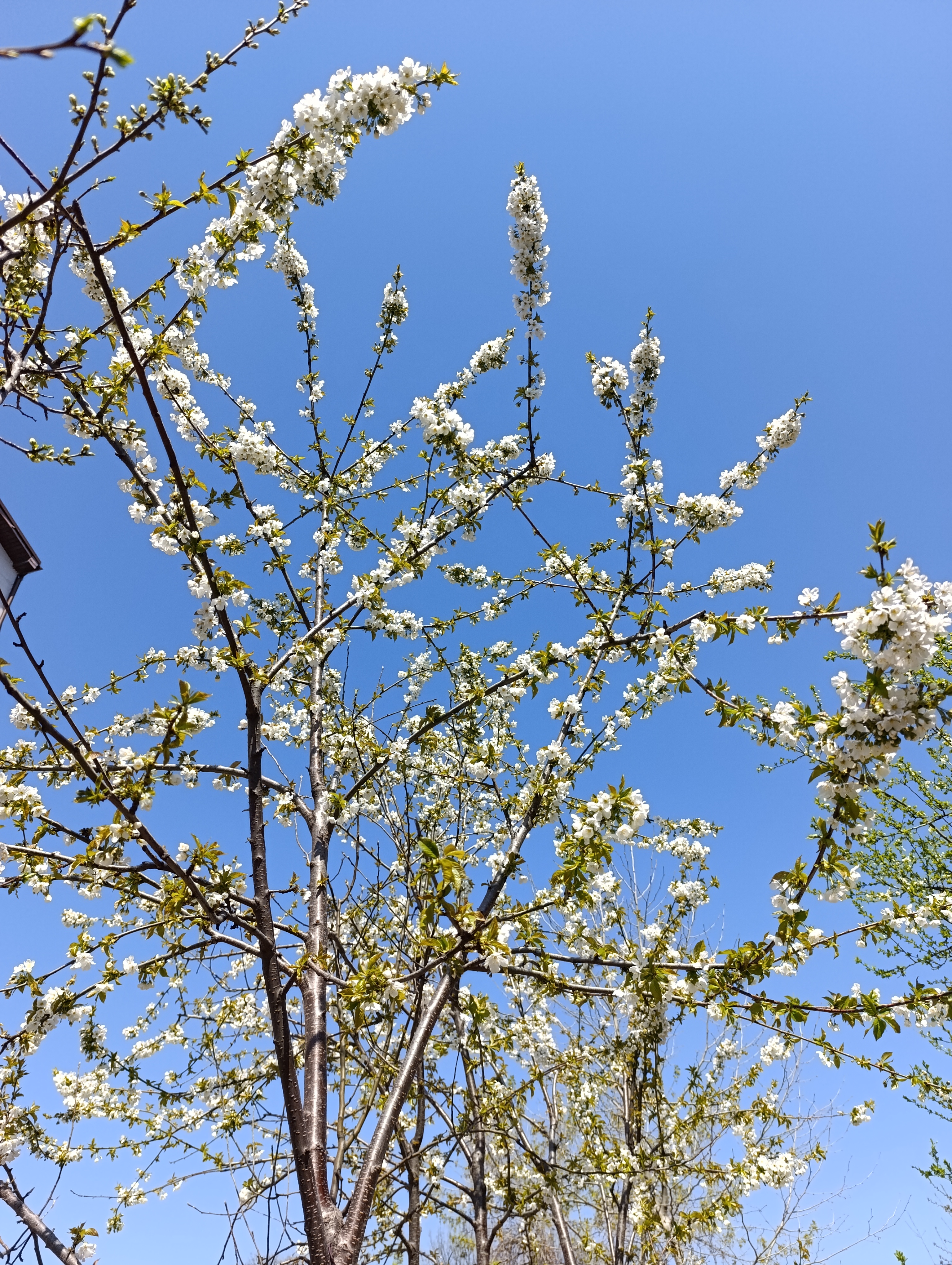 Floare de cires