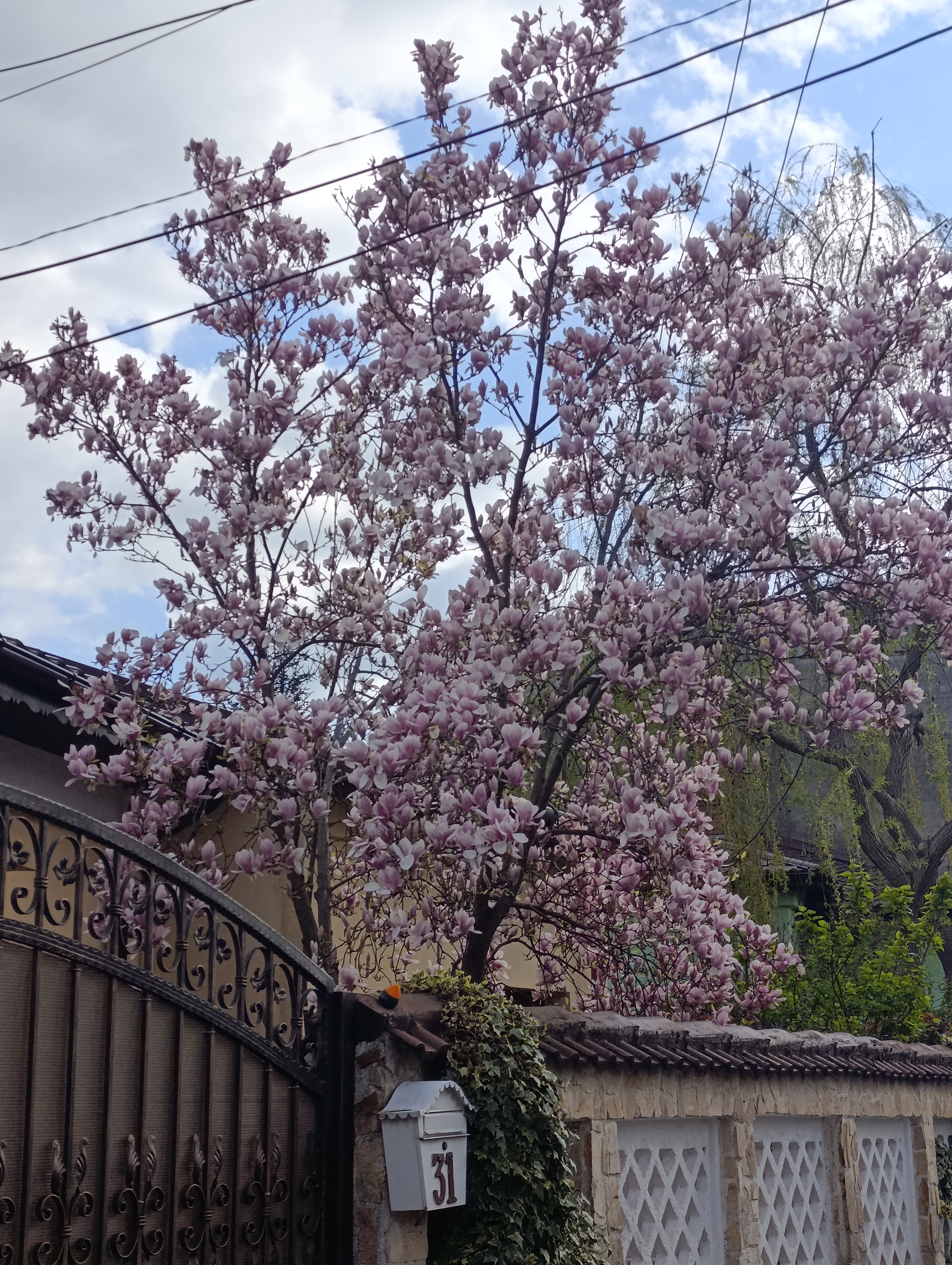 Magnolia