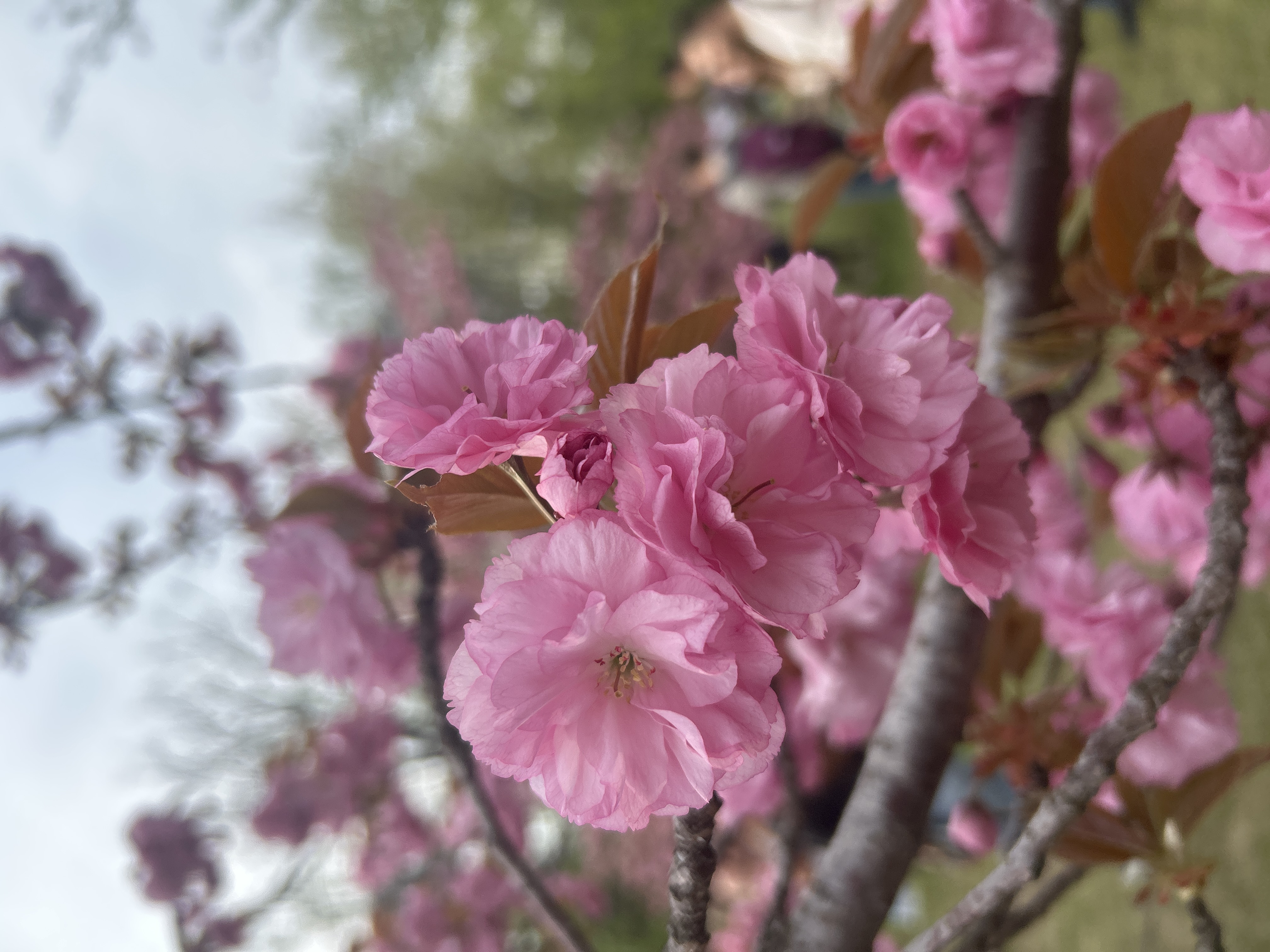 Flori de cireș japonez